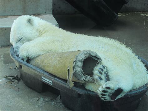 Polar Bear Sleeping Polar Bear Art Photography Animals Fine Art