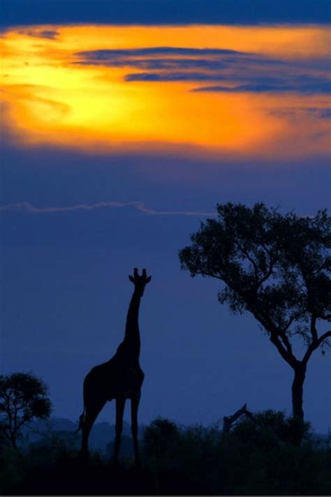 Giraffe Kruger National Park South Africa Africa National Parks