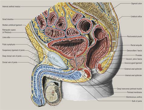 The ultimate pelvic anatomy resource subscribe for your pdf copy today! Anatomy of the lower urinary tract - Surgery - Oxford ...