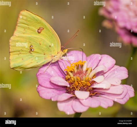 Bright Yellow Butterfly Hi Res Stock Photography And Images Alamy