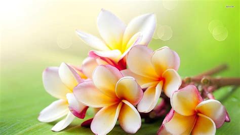 Hawaiian Plumeria Flower Awesome Hawaiian Flowers Hd Wallpaper Pxfuel