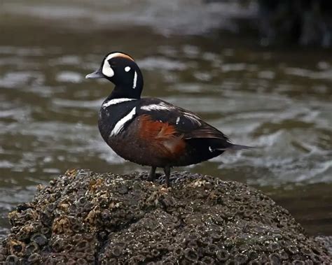 Harlequin Duck Facts Diet Habitat And Pictures On Animaliabio