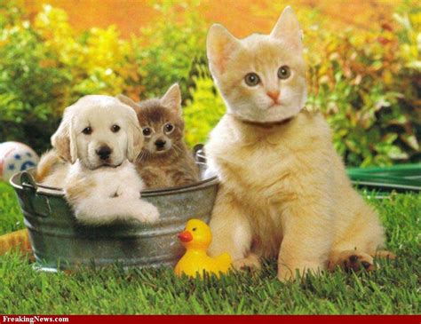 Funny Animals Wallpapers Cats And Dogs