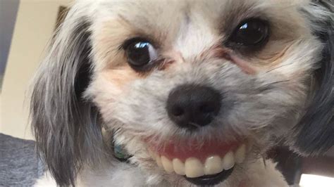 This Dog Stole Her Humans Dentures And I Am In Tears
