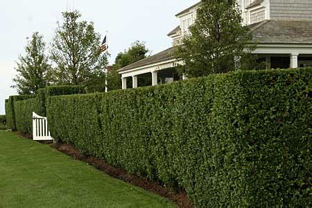 Using a variety of different plants will make your living fence appear more natural. The Secrets to Keeping a Winter Draft Out of Your Home ...