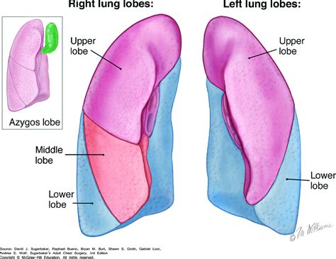 Lobes Of Lungs Anatomy