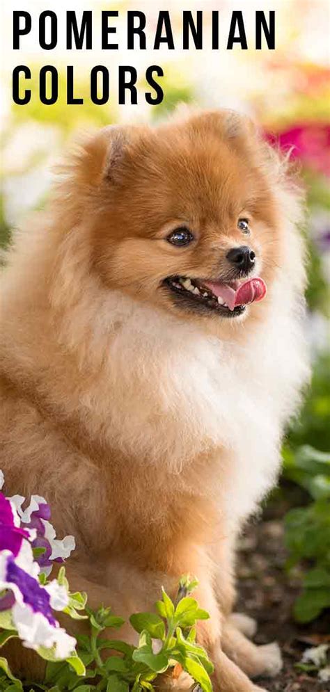 Pomeranian Colors Markings And Patterns 2022