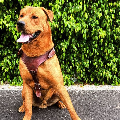 Adopt A Dog Near Los Angeles Ca Get Your Pet