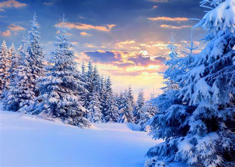 Nature Landscape Snow Winter Forest Trees Sunset