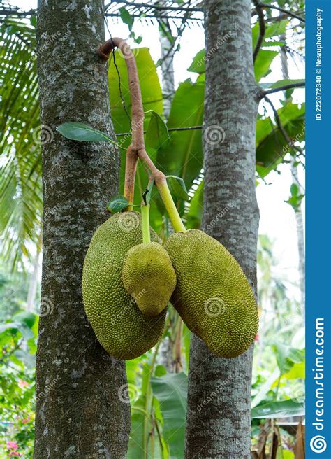Jackfruit Hanging The Tree Kerala India Stock Photo Image Of Harvest
