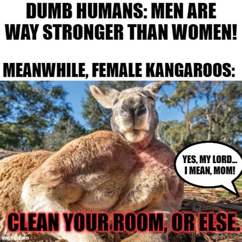 Yes That S A Female Kangaroo Xd I Guess If Kangaroos Were Trans No One Would Notice Xd Imgflip