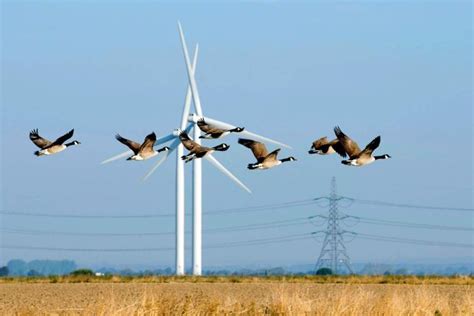 Thousands Of Birds Paying A High Price For Green Energy