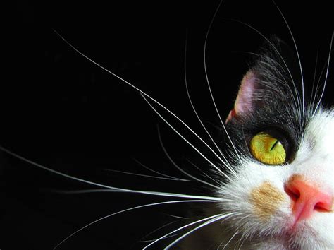 Kitten Whiskers On Black Photograph By Wee3beasties Pixels