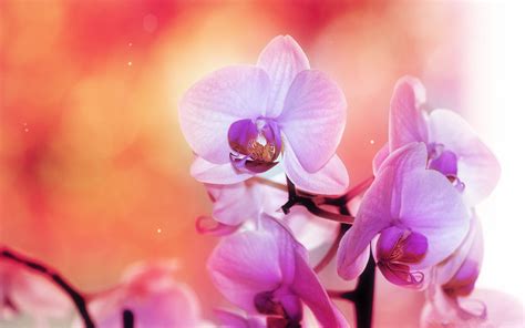 Wallpaper Pink Flowers Orchids Blossom Flower Flora Petal Land