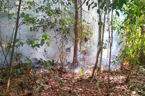 Pemprov Riau Diminta Rilis Daftar Perusahaan Pembakar Lahan Kebencanaan