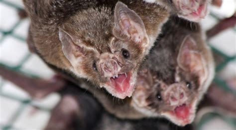 Vampire Bat Rabies Is It Actually 100 Fatal Bugbitten