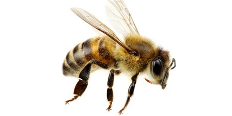 Mason Bee Vs Honey Bee Differences And Similarities Gfl Outdoors