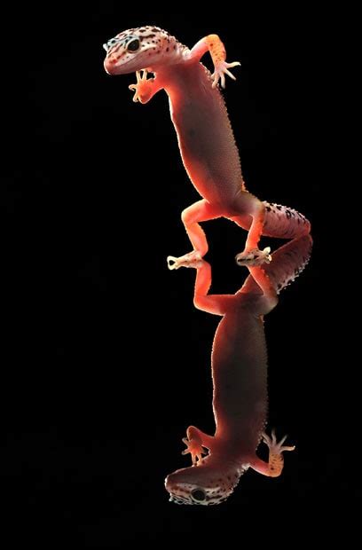 10 Dancing Lizards Isnt That Cute