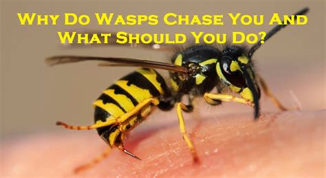 why do wasps chase you and what should you do enviro safe pest control