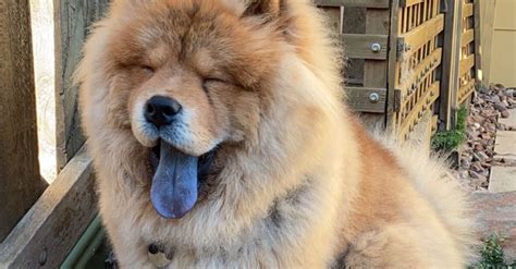 Why Do Chow Chows Have Blue Tongues Oc Shelter Pets