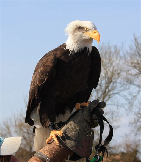 American Bald Eagle 2 Mark Kent Flickr