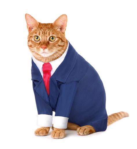Back At Work Here Are 10 Business Cats To Keep You Motivated Meowingtons