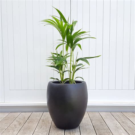 Up to 65% off everything. Kentia Palm in Tall Black Pot | Graceful - plantandpot.nz