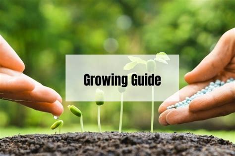 Econut Plants Gardening Ideas Plant Care And How To Guides
