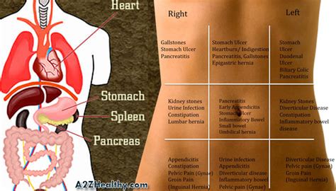 Back pains in the left side are more than pains on the right. Left Side Pain; Symptoms, Causes & Home Remedies