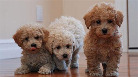 Bichon Poodle Mix Truth About Poochon Dogs Poodle Mix Puppies