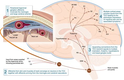 A Phase‐by‐phase Review Of Migraine Pathophysiology Dodick 2018 Headache The Journal Of