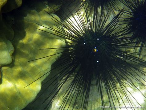 Diadema Setosum Indo Pacific Long Spined Sea Urchin Snorkeling Report