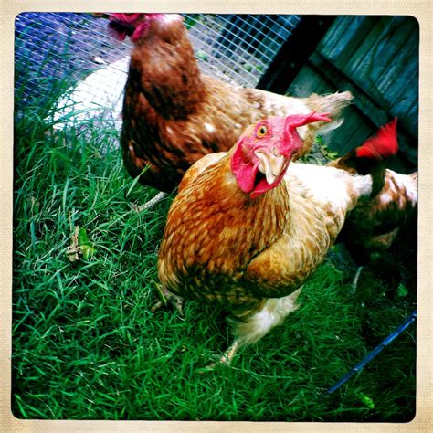Chooks Gallus Gallus Domesticus Hens And Chicks Coops Chicken Coop