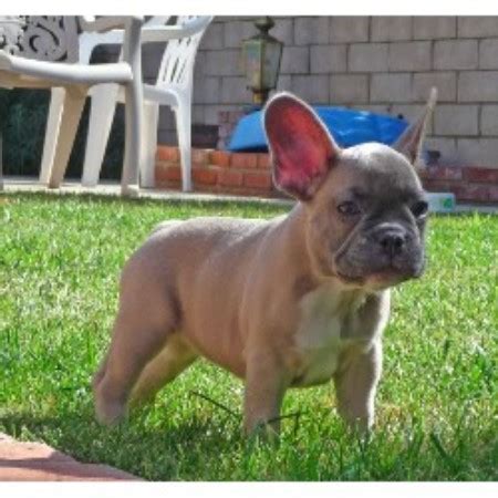 So you are welcome to come and visit us and see our french bulldog parents as well as french bulldog puppies for sale. Cali Blue French Bulldogs, French Bulldog Breeder in ...