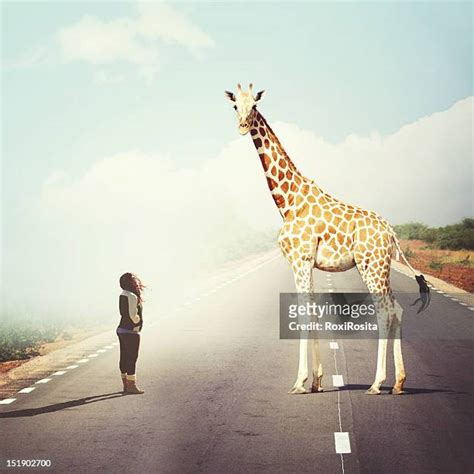 The Giraffe Women Photos And Premium High Res Pictures Getty Images