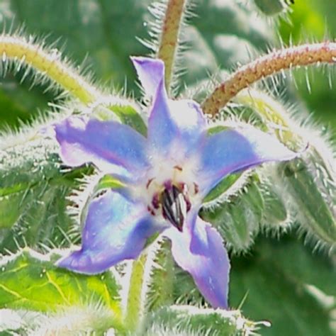 Edible flowers grown in our green houses in the yarra valley, victoria. BORAGE - BLUE