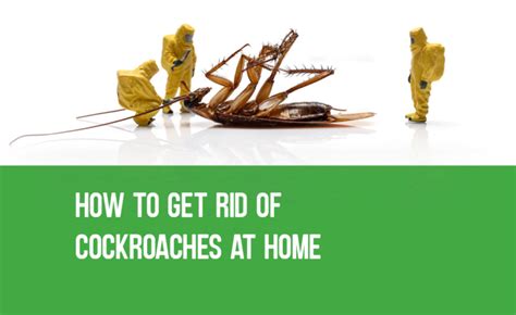 How To Get Rid Of Cockroaches In Your Home Pestokill Pest Control