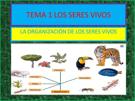 Enlaces Tic 6o De Primaria Tema 4 La Organizacion De Los Seres Vivos Images