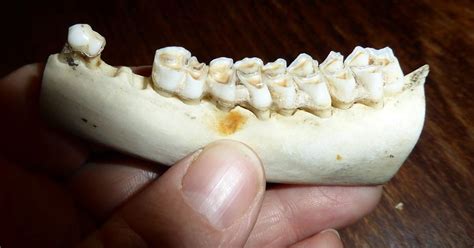 The Jaw Dropping Things We Can Learn About Our Ancestors From Their Teeth