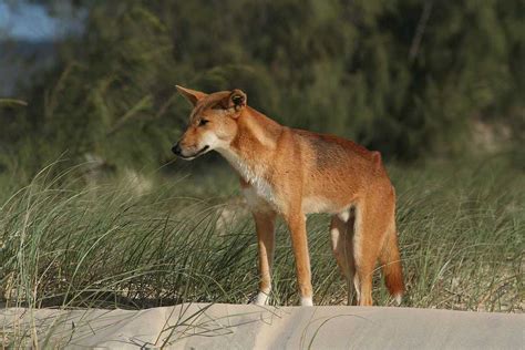 What Do Dingoes Look Like