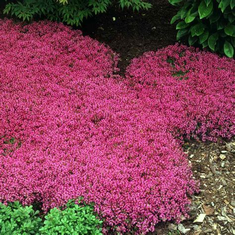 1 50pcs Ground Cover Thyme Flower Seeds Fragrance Perennial Hardy Thyme