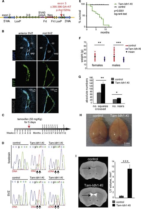 Expression Of Idh1r132h In The Murine Subventricular Zone Stem Cell