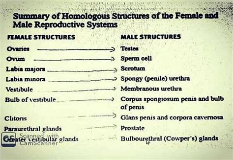 Summary Of Homologous Structurers In Female And Male Reproductive System Edurev Neet Question