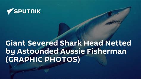 Giant Severed Shark Head Netted By Astounded Aussie Fisherman Graphic