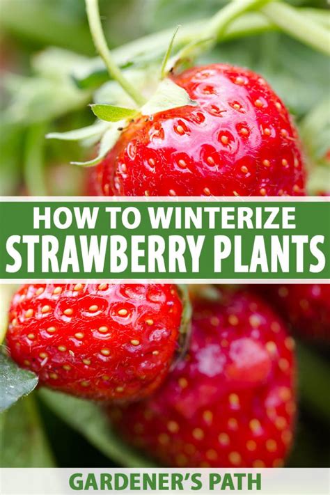 How To Winterize Strawberry Plants Gardeners Path