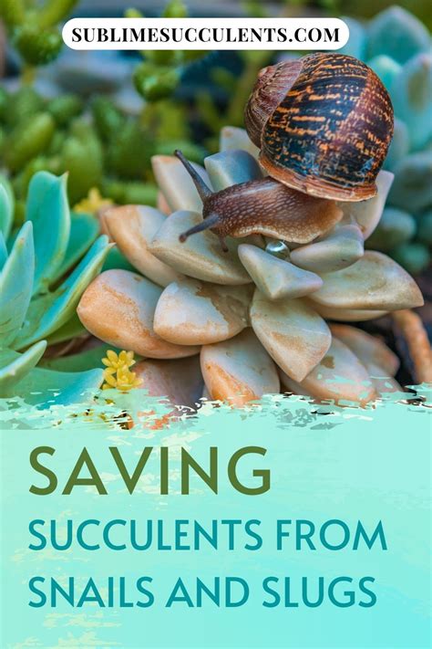 How to root a broken piece of cactus. Saving Succulents from Snails and Slugs in 2020 ...