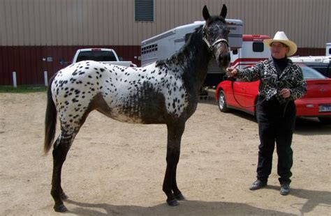 Colorado Ranger Horse Info Origin History Pictures