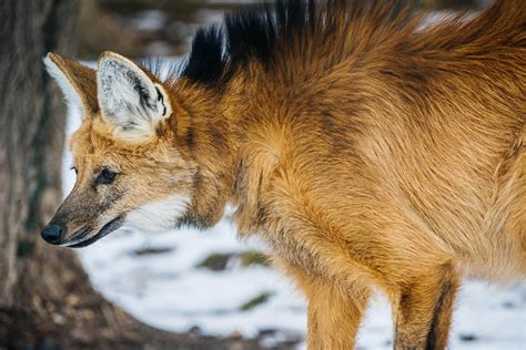 Maned Wolves Endangered Wolf Center
