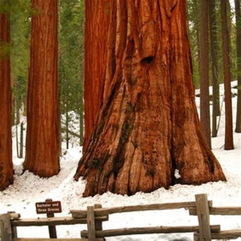 Where To Stay When Visiting The Redwoods In California Usa Today