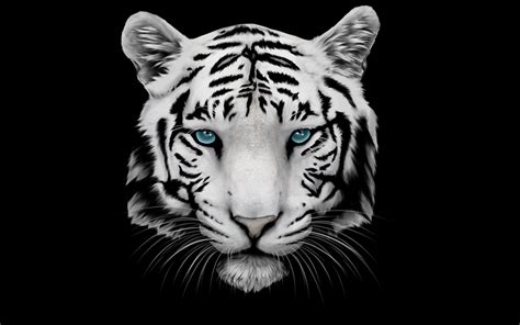 Siberian White Tiger 4k Wallpapers Wallpaper Cave